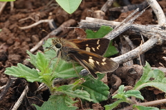 Atalopedes mesogramma apa