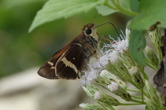 Atalopedes mesogramma apa