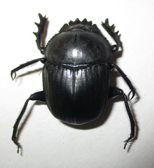 Scarabaeus ambiguus
