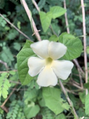 Thunbergia neglecta