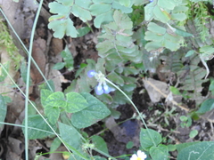 Salvia lasiocephala