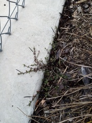 Epilobium microphyllum