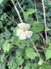 Thunbergia neglecta