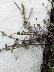 Epilobium microphyllum