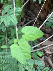 Thunbergia neglecta