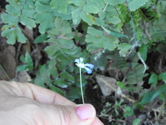 Salvia lasiocephala