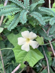 Thunbergia neglecta