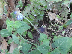 Salvia lasiocephala