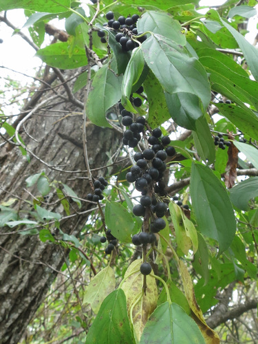 Image of Rhamnus ussuriensis by (c) Repina Tatyana, some rights reserved (CC BY)