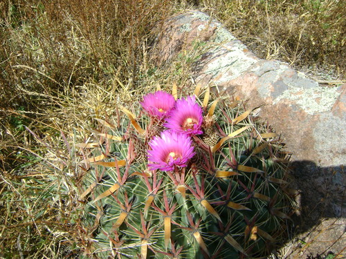 Devil's Tongue Barrel Cactus