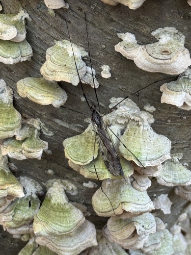 Unknown species found near Buttermilk Falls Walkway, Mendham, NJ, US