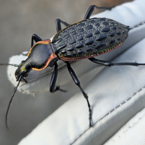 Carabus augustus