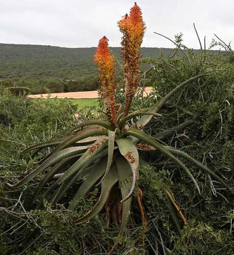 Aloe bolusii Baker