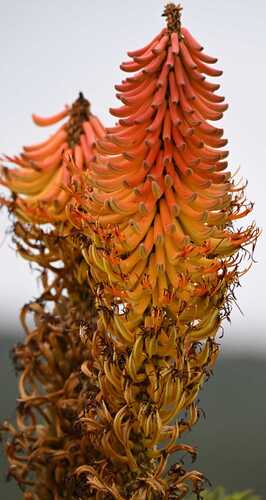 Aloe bolusii Baker 2