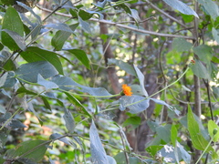 Lasianthaea macrocephala