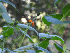 Lasianthaea macrocephala