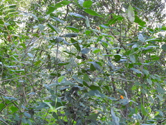 Lasianthaea macrocephala