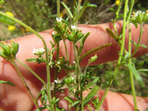 Fluffstem Capewort (Phyllopodium capillare)