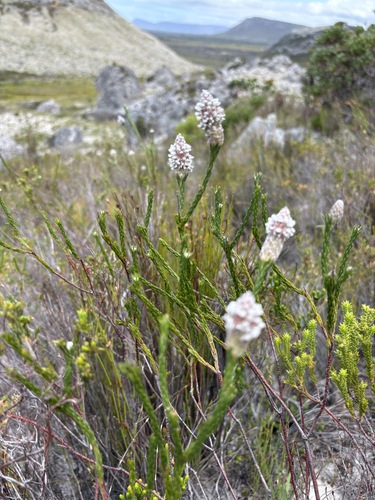 Heath Spoon (Spatalla ericoides)