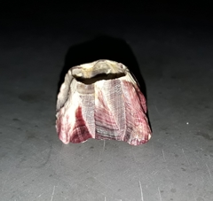 Megabalanus