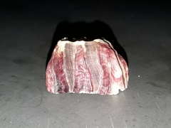 Megabalanus