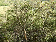 Bursera fragilis