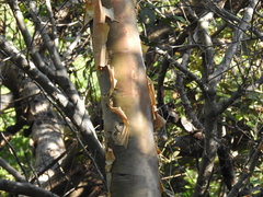 Bursera fragilis
