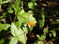 Lasianthaea macrocephala