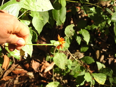 Lasianthaea macrocephala