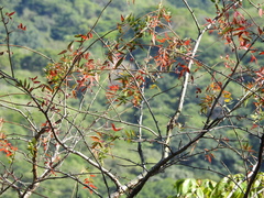 Bursera fragilis