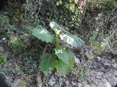 Solanum hirtum