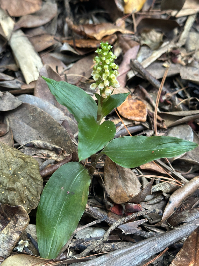 Goodyera boninensis