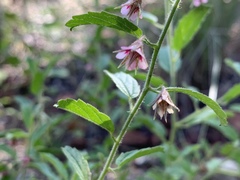 Hermannia boraginiflora