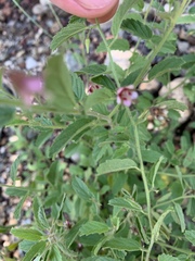 Hermannia boraginiflora