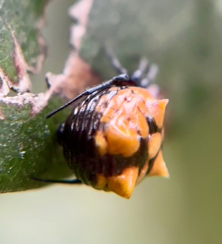 Micrathena glyptogonoides