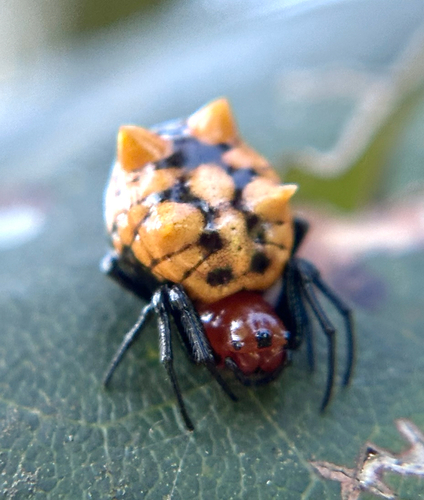 Micrathena glyptogonoides