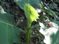 Solanum hirtum