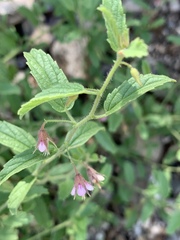 Hermannia boraginiflora