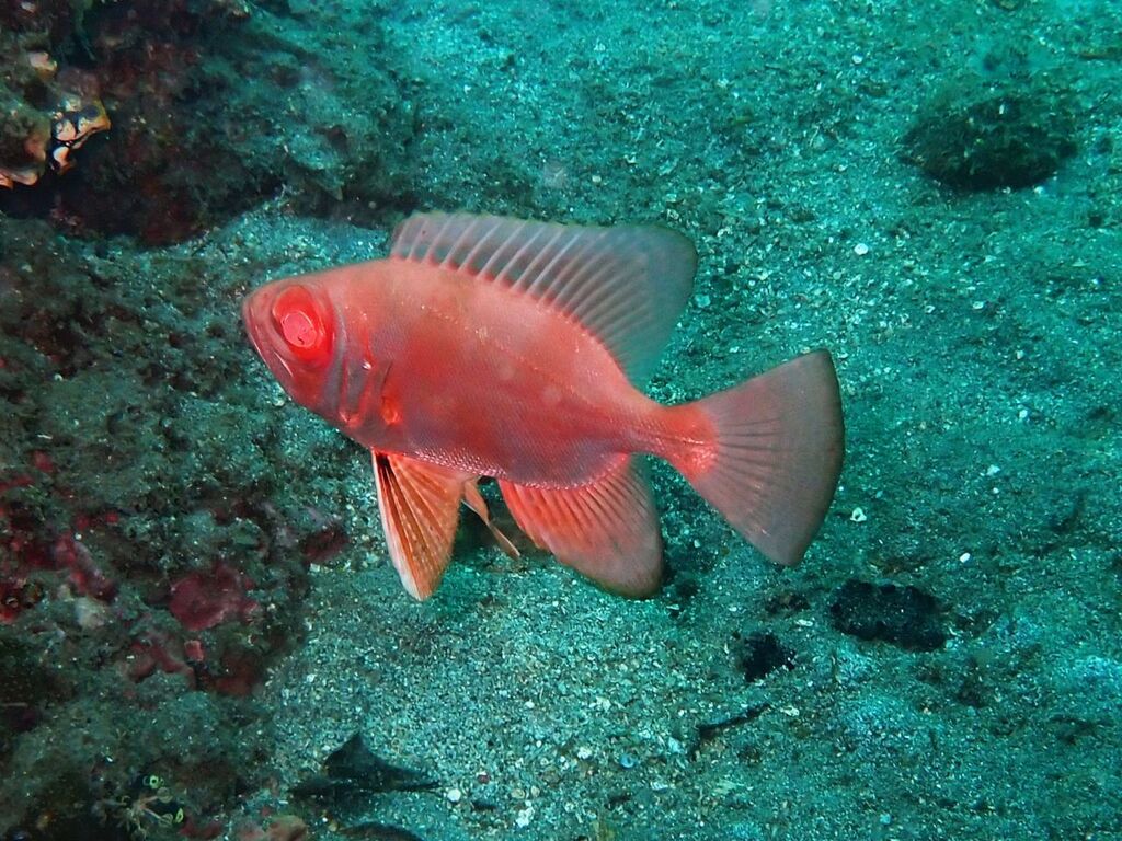 Arrow bulleye (Priacanthus sagittarius) — Priacanthidae