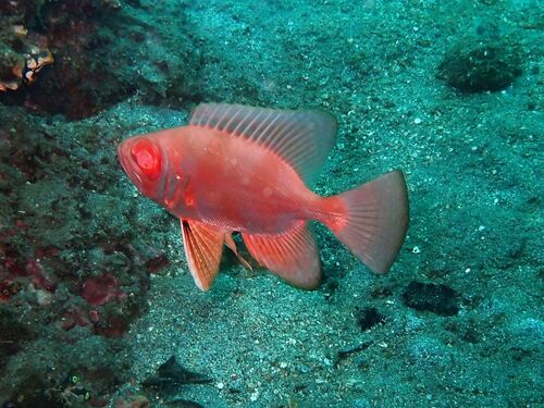 Arrow bulleye (Priacanthus sagittarius) — Priacanthidae