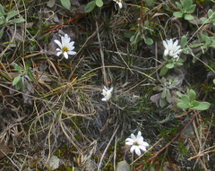 Celmisia laricifolia