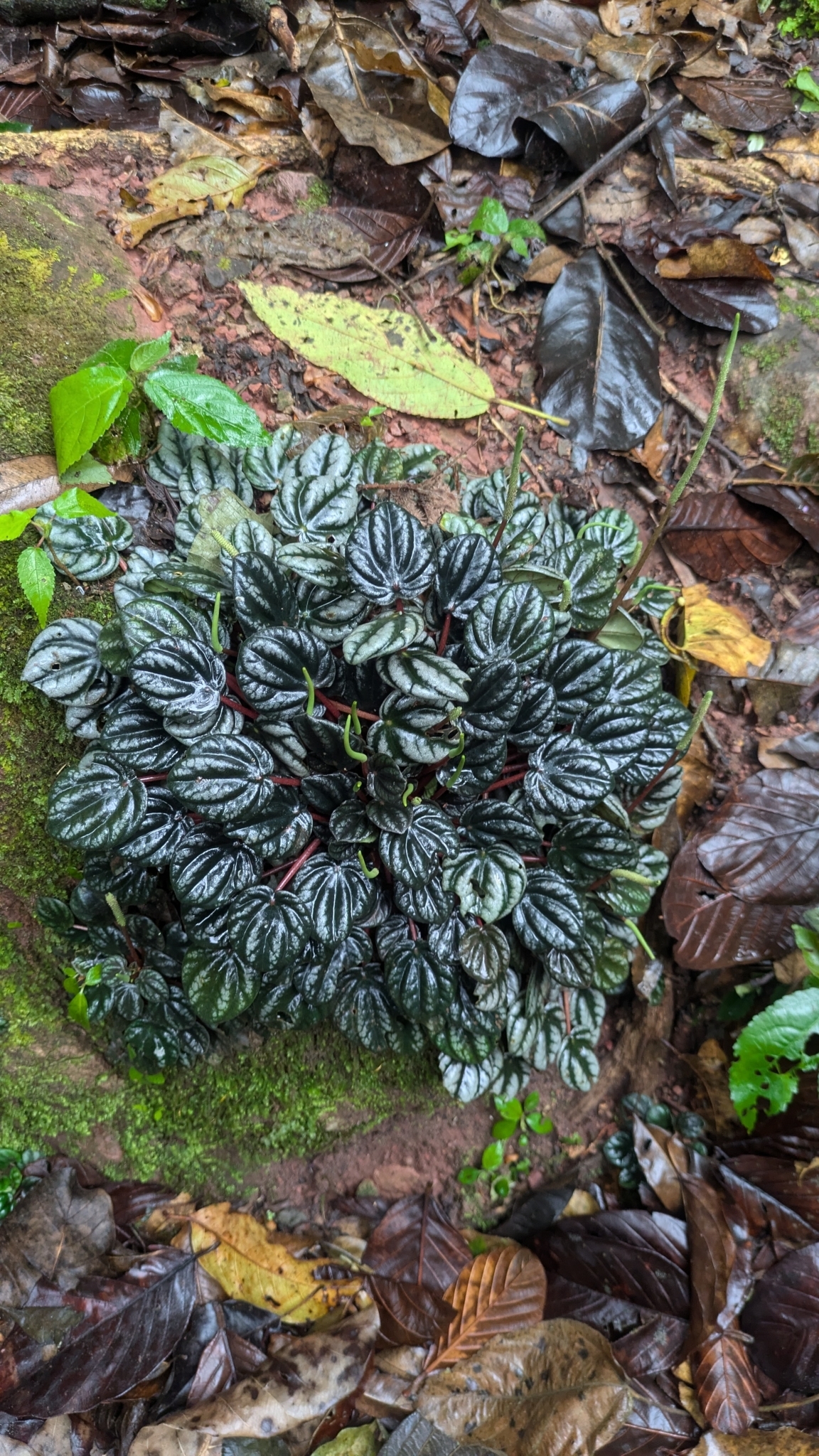 Emerald-Ripple Peperomia (Peperomia caperata)