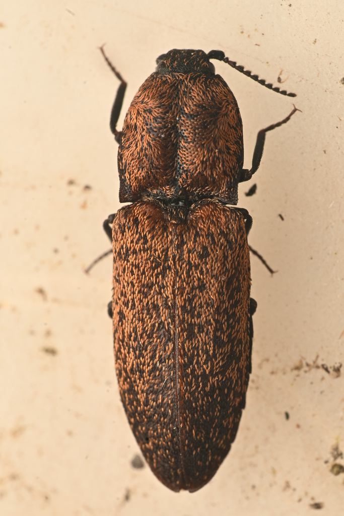 Lacon rorulentus