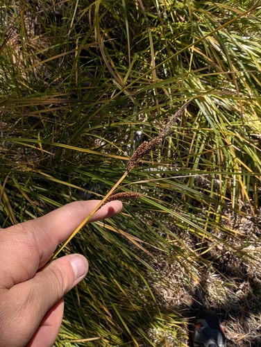 Carex senta, photograph 6