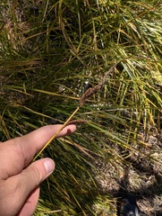 Carex senta, photograph (c) Trevor Van Loon, some rights reserved (CC BY)