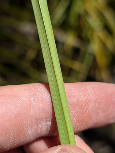 Carex senta, photograph 3