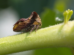 Acanthuchus trispinifer