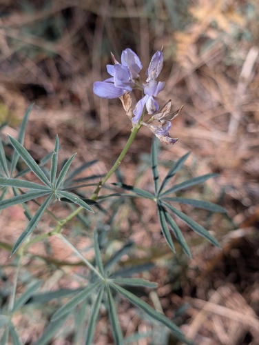 San Jacinto Lupine (Lupinus hyacinthinus)
