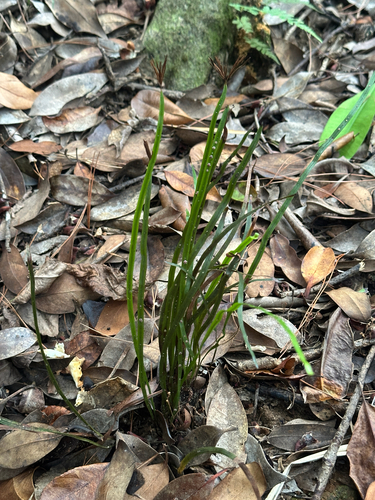 Actinostachys digitata (Actinostachys digitata)