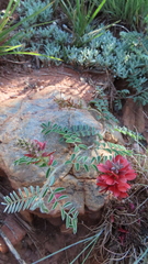 Indigofera oxytropis